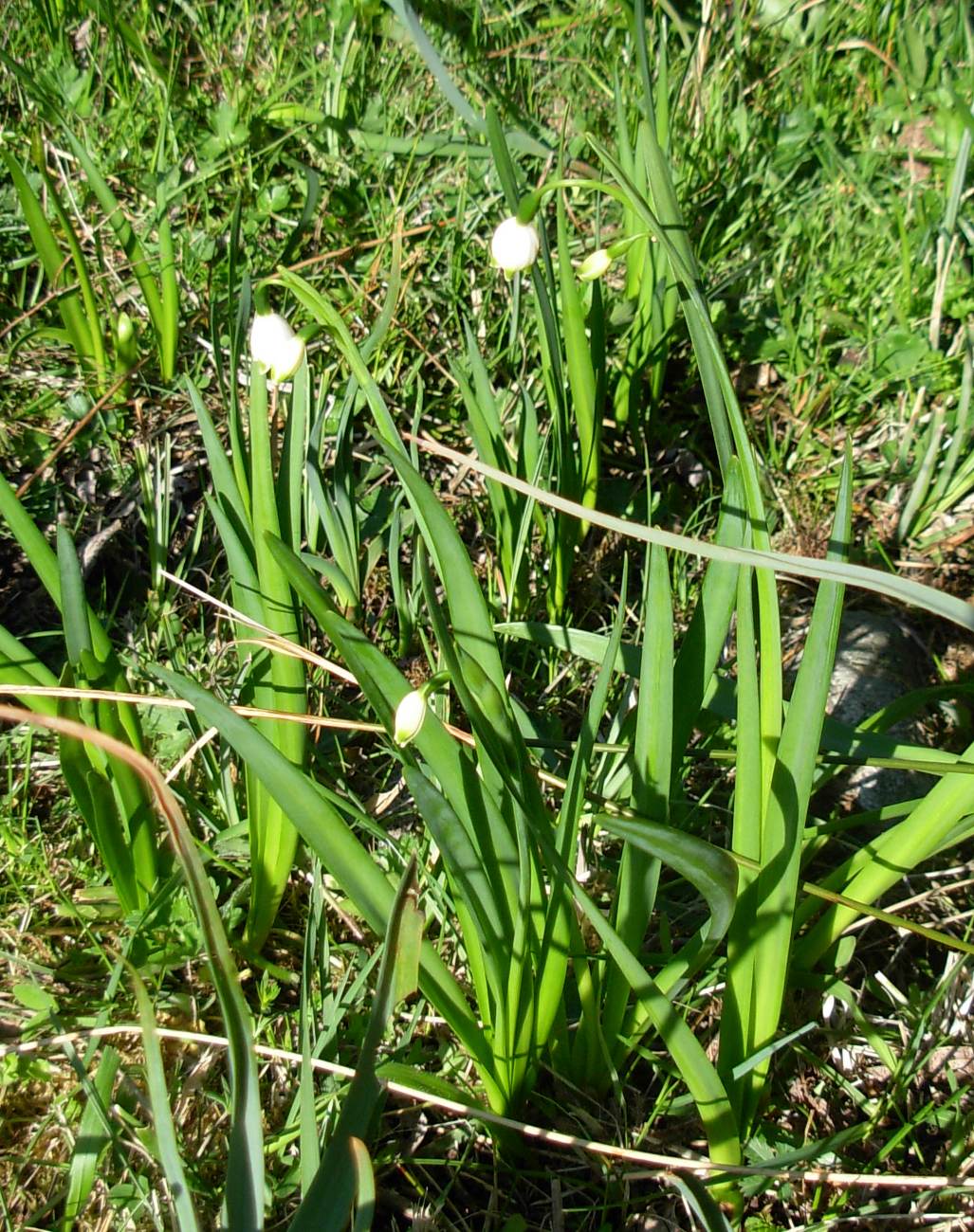 Leucojum aestivum L. subsp. pulchellum (Salisb.) Briq.